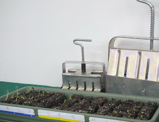 Pelargonium seedlings germinated in soil  blocks made with special soil bloks molds