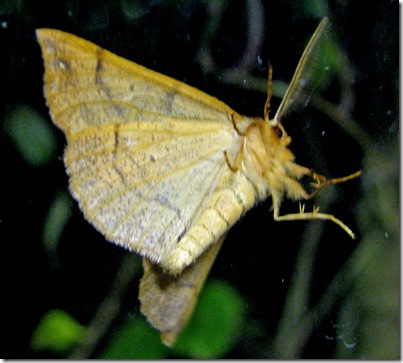 20081120 Kvr feathered thorn