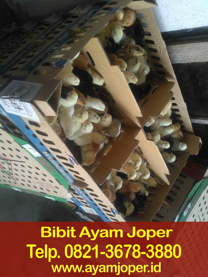 Jual Doc Ayam Jawa Super Cilegon Jual Doc Ayam Jawa Super Cilegon
