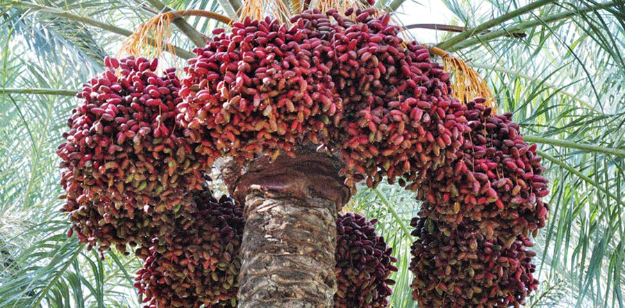 Bagaimana Cara Agar Pohon Kurma Berbuah di Indonesia? Ini ...