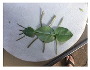 Erin’s leaf insect