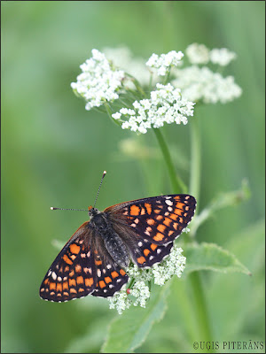 Ošu pļavraibenis (Euphydryas maturna)