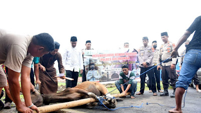 Polres Bulukumba Berqurban 17 Ekor di Hari Raya Idul Adha 1443 H 