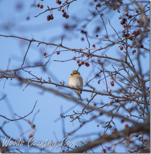 JANUARY 2016 (10 of 25)