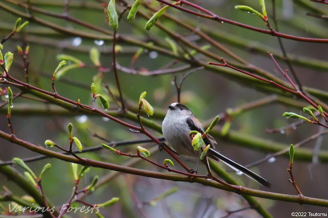 Long-tailed Tit, エナガ