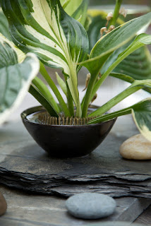 Centerpiece, hosta