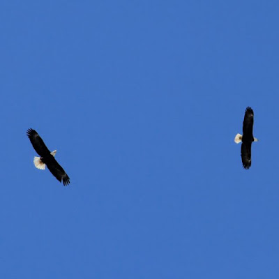 bald eagles, Spring 2013