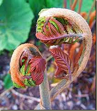osmunda