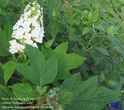 Annieinaustin,oak leaf hydrangea