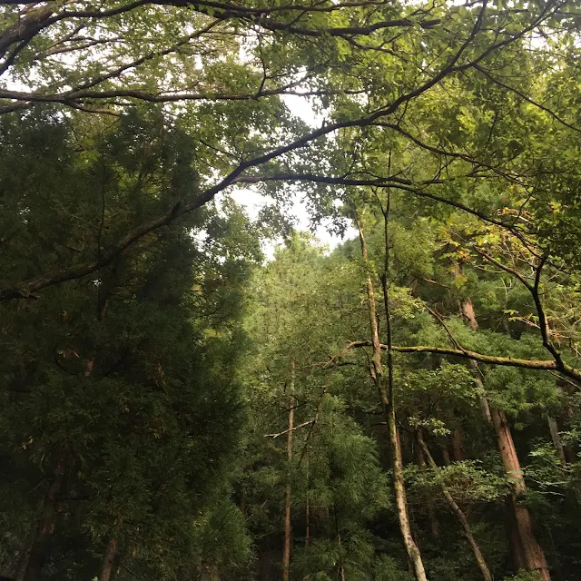 関東地方の自然映像　樹木映像