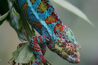 A Colorful Chameleon