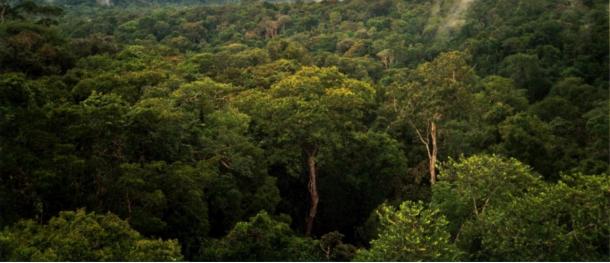 La natura selvaggia dell'Amazzonia in Brasile, dove Percy Fawcett ha condotto numerose spedizioni