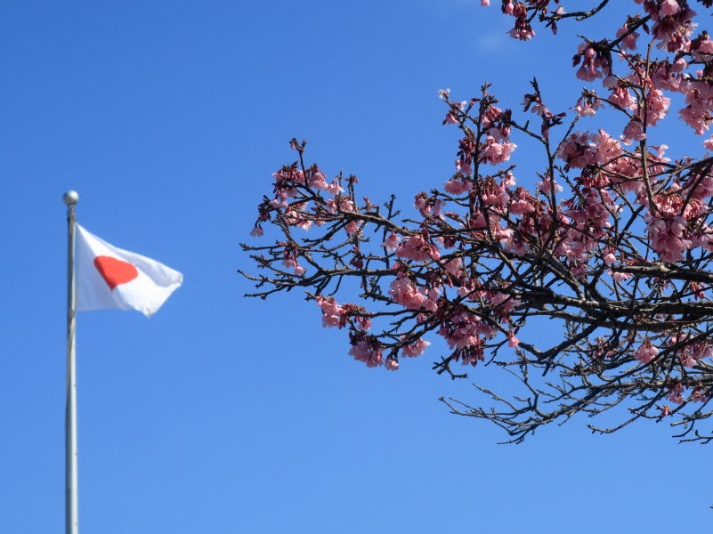 亀山八幡宮の桜