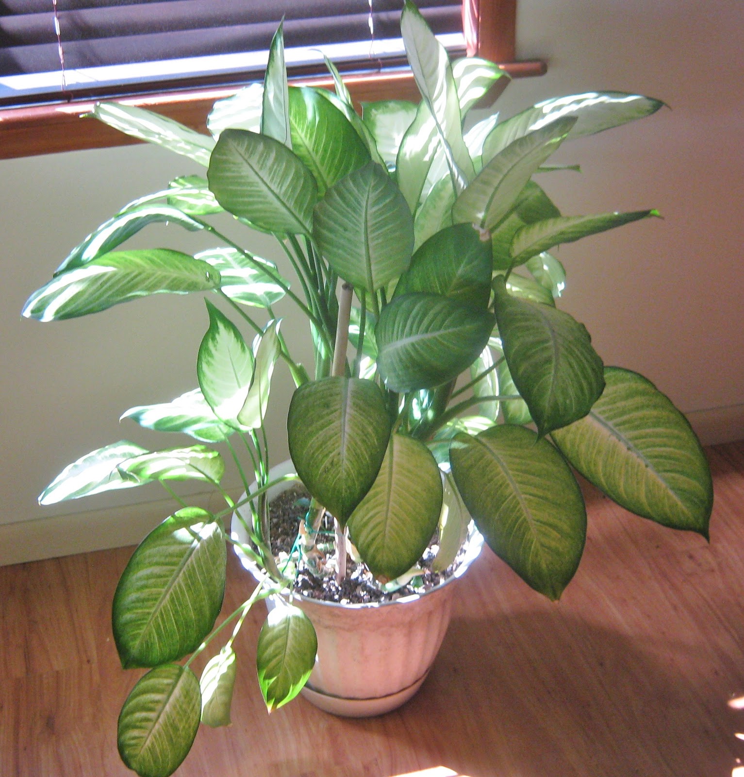 Common House Plants - Viewing Gallery