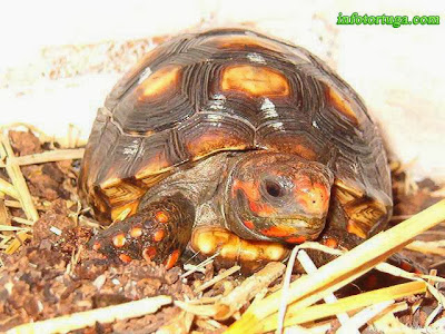 Chelonoidis carbonaria - Morrocoy, tortuga de patas rojas