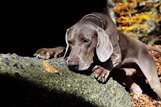 Perro - Weimaraner - Características y personalidad