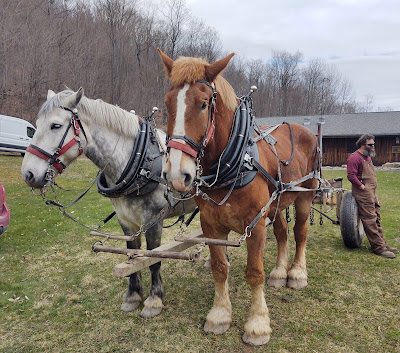 Two large horses--one mostly white, the other mostly brown--are in harness to pull a wheeled trailer with logs. A bearded man in brown overalls and a burgundy sweatshirt is leaning against one of the wheels.