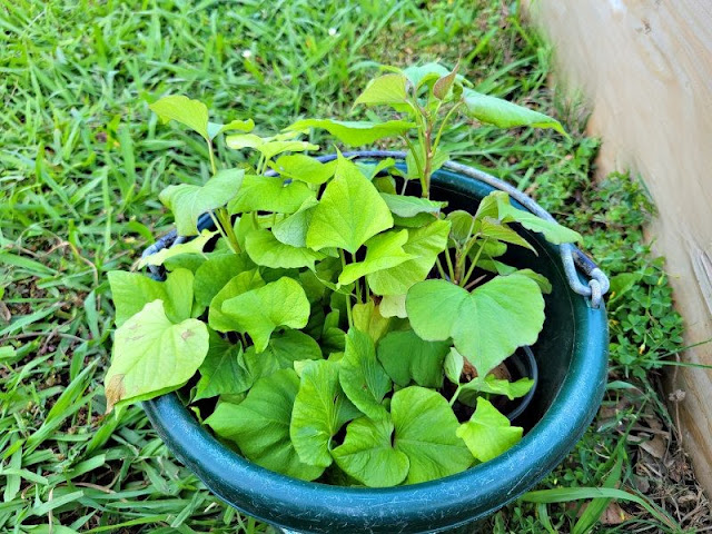 A bucketful of sweet potato slips, ready to plant.