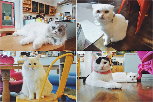 Myeongdong Cat Cafe, Myeongdong (명동)