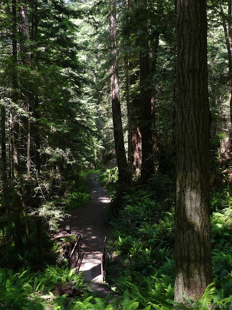 trail and bridge and bench