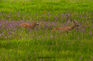 Wildlifefotografie Lippeaue Rehwild Brunft Blattzeit Olaf Kerber