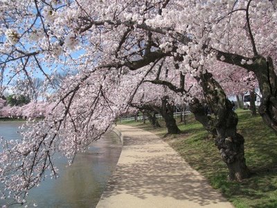  Gambar  gambar  bunga  sakura Yang Indah dan Cantik Gambat 