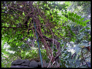 carob tree