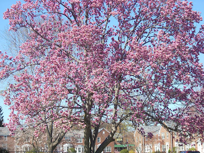 saucer magnolia tree flowers. saucer magnolia tree flowers.