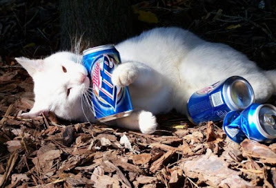 cat drink beer