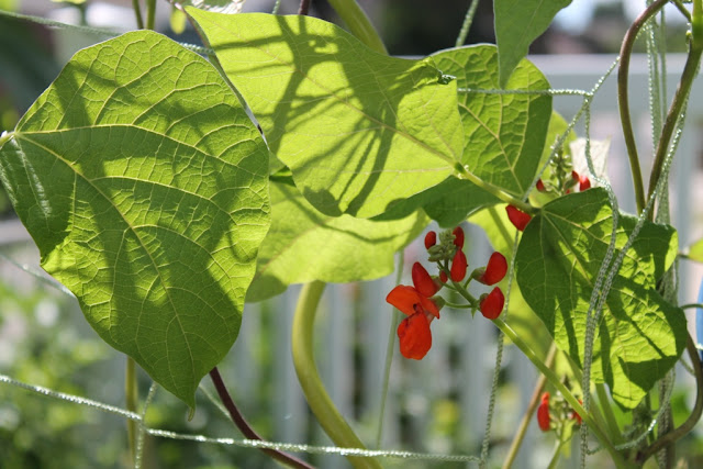 Flowering scarlet runner beans.