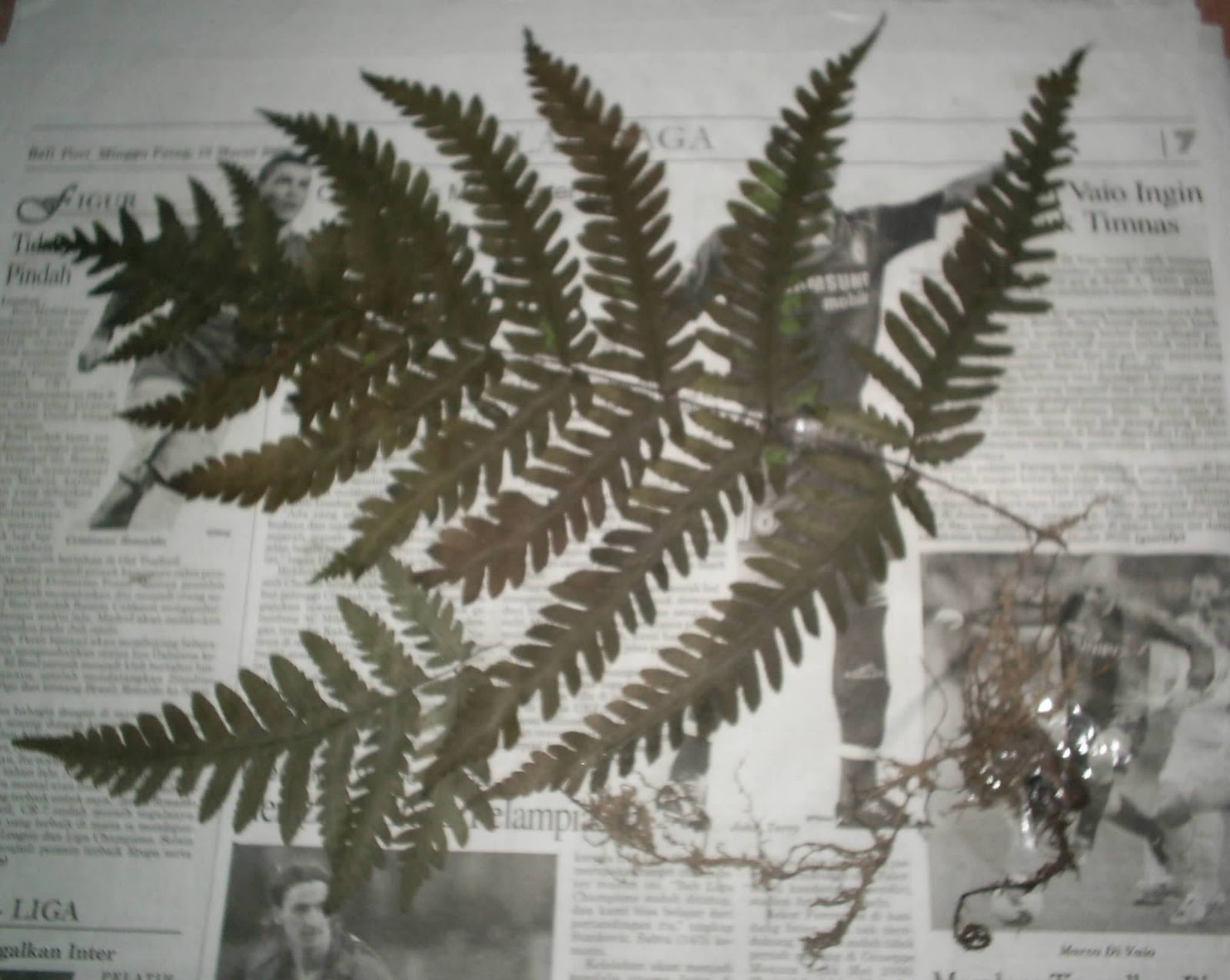 SAINS BIOLOGI ™: Teknik Pembuatan herbarium