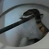 (Video) Ibu terkejut, ular kobra dalam mangkuk tandas ketika anaknya tengah membuang air
