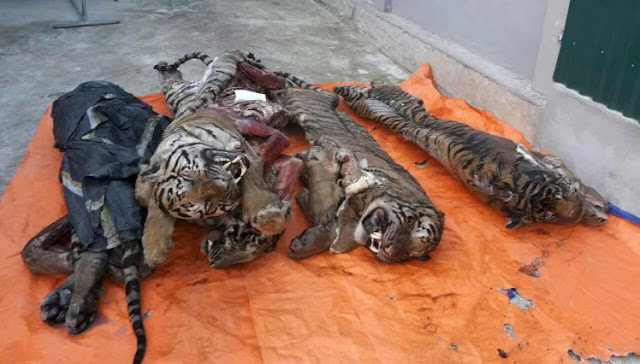 5 frozen tigers without organs discovered in man’s freezer