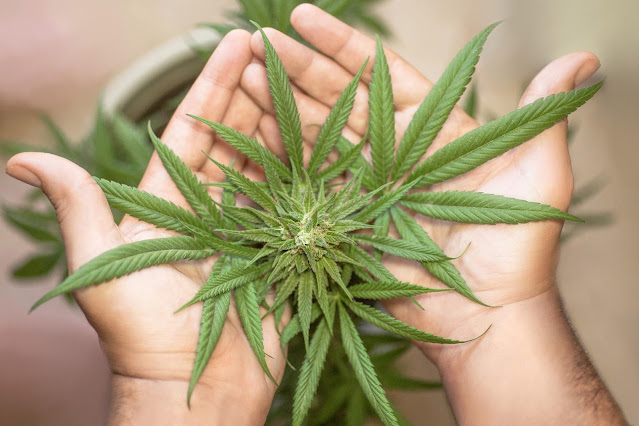 mano sostiene cannabis curiosciencia