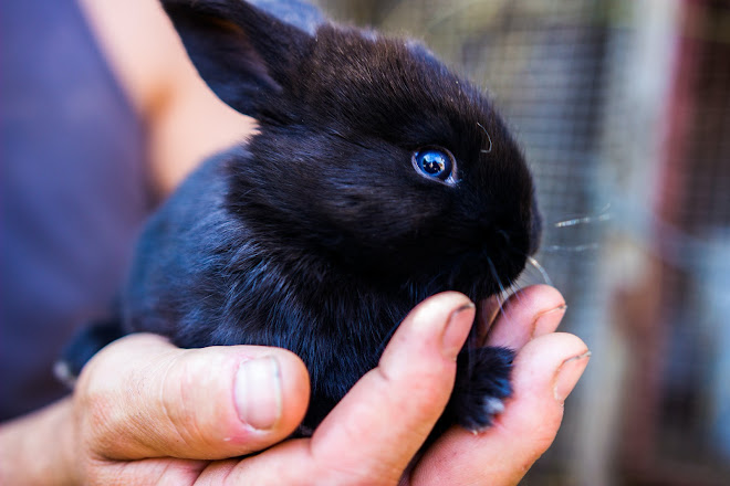 Rabbit care and maintenance