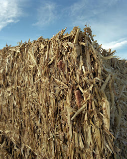 Current ethanol production is primarily from the starch in kernels of field corn. NREL researchers in the DOE Biofuels Program are developing technology to also produce ethanol from the fibrous material (cellulose and hemicellulose) in the corn stalks and husks or other agricultural or forestry residues. Credit: Gretz, Warren, Courtesy of DOE/NREL