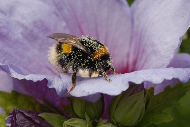 Hibiscus and  bumblebee