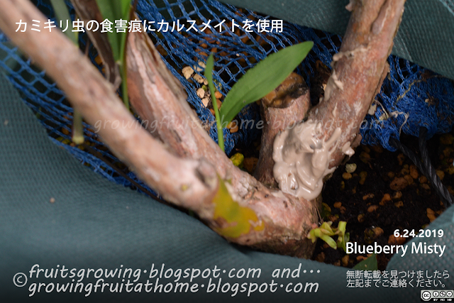 ブルーベリーのカミキリムシの食害痕にカルスメイトを塗る