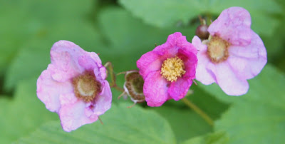 rosenhallon rubus odoratus