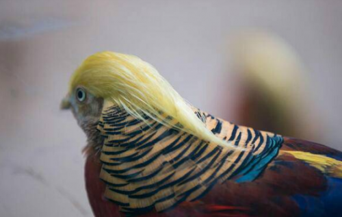 Punya jambul  bak rambut  Donald Trump foto burung ini 