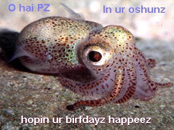 baby squid - O hai PZ in ur oshunz hopin ur birfdayz happeez