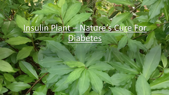 Insulin Plant