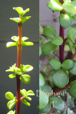 Portulacaria afra leaves young and old