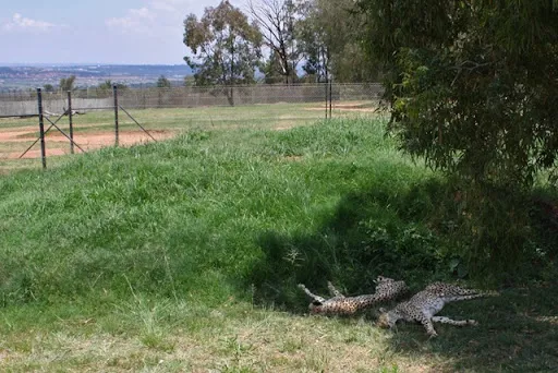 Cheetahs, Lion Park Johannesburg