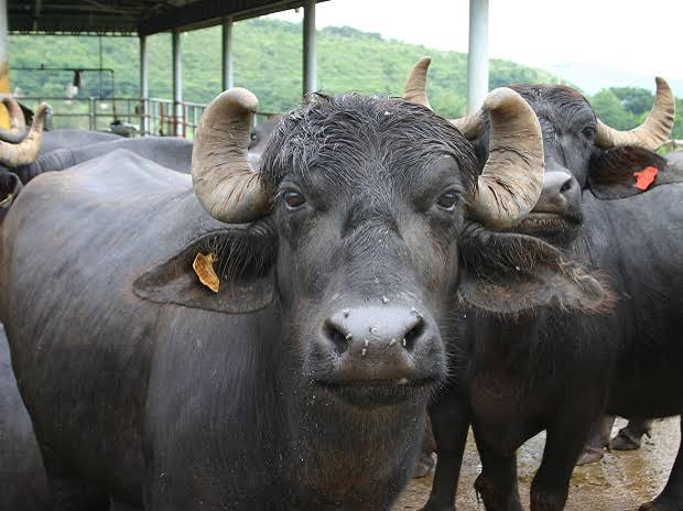 Murrah Buffalo