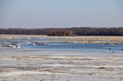 St. Patrick's Day: swans at the Sunrise River pools