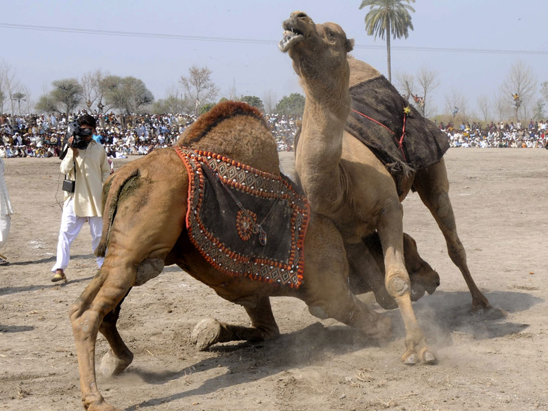 All Festivals Blog: Top Festival: Fighting Camel Festival in Pakistan