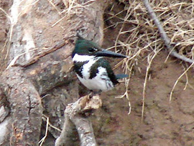 Martín pescador mediano Chloroceryle amazona