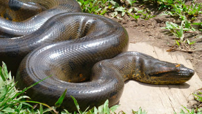 Vídeo Impressiona Web: ‘Achavam que era história de pescador’, diz homem que filmou anaconda na Amazônia