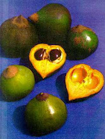 lucuma